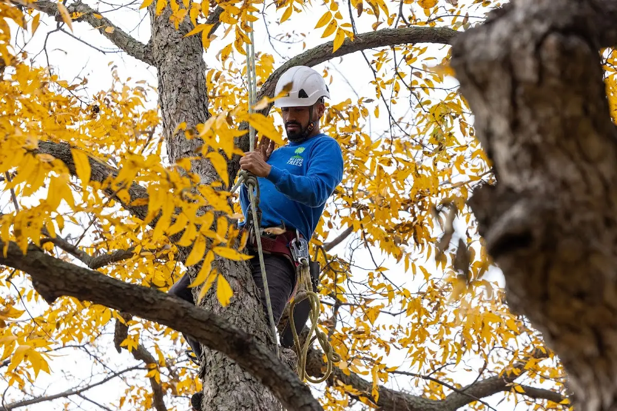Skilled Tree Trimming crew working in Orefield